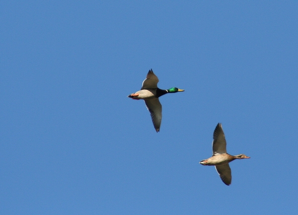 uccelli in volo